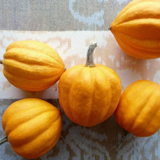 Squash Gill's Golden Pippen MIgardener Seed