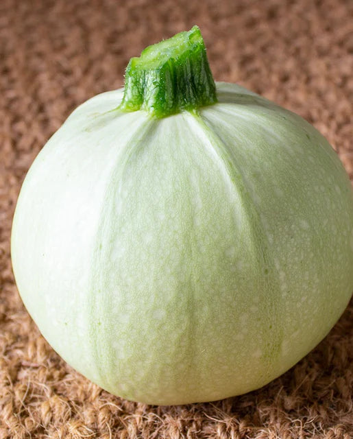Squash Cue Ball  WCS Seed