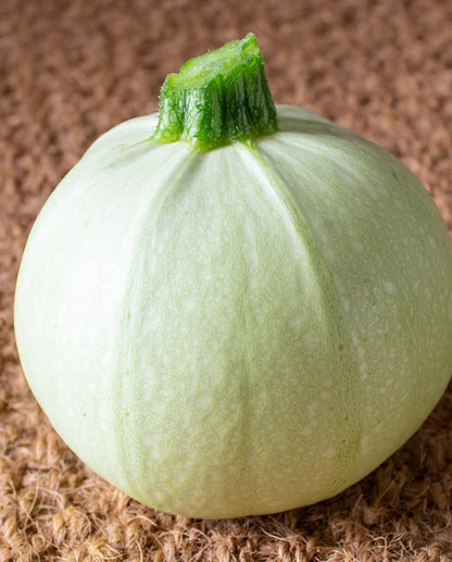 Squash Cue Ball  WCS Seed