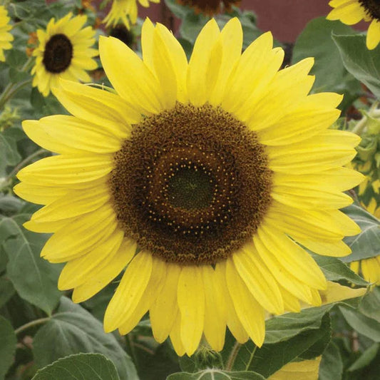 Sunflower Lemon Queen MIgardener Seed