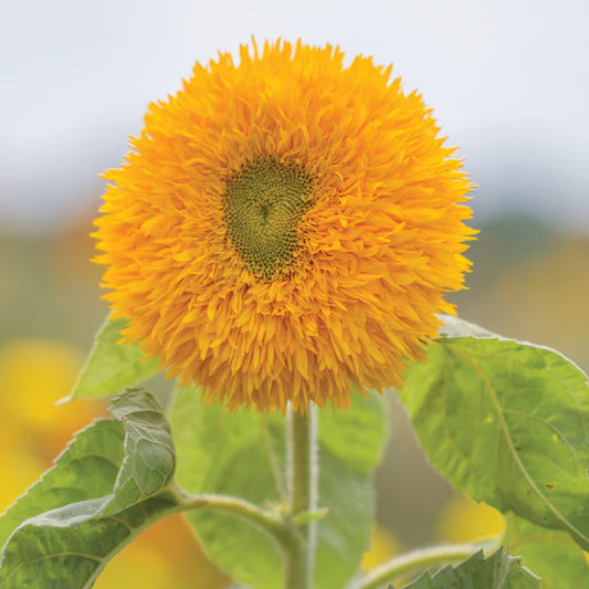 Sunflower Sungold Tall MIgardener Seed