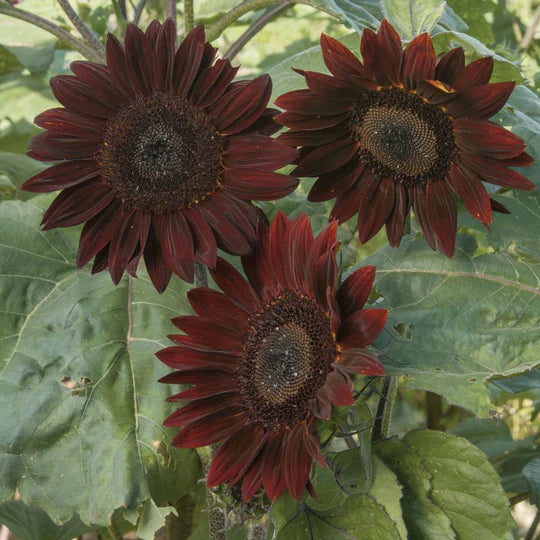 Sunflower Chocolate Cherry  MIgardener Seed