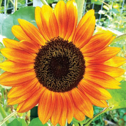 Sunflower Autumn Beauty MIgardener Seed