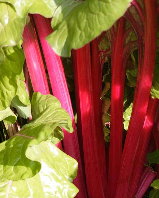 Swiss Chard Magenta Sunset WCS Seed