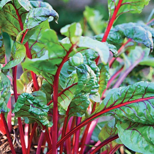 Swiss Chard Rhubarb MIgardener Seed