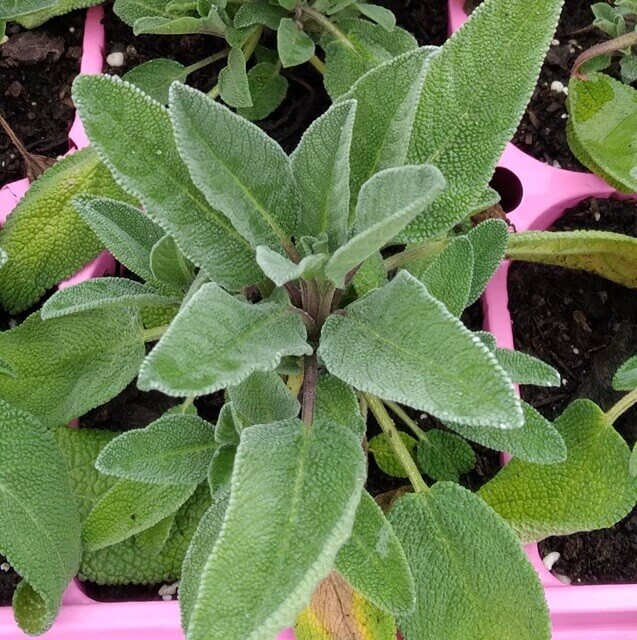 Sage Organic OSC Seed