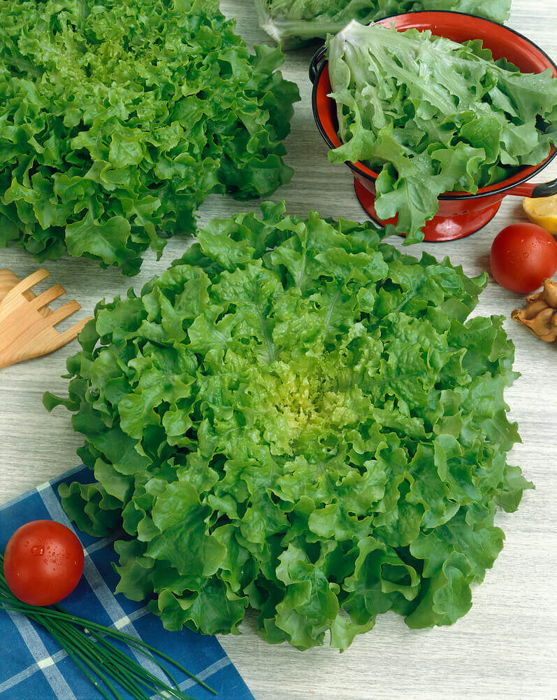 Lettuce Leaf Salad Bowl OSC Seeds