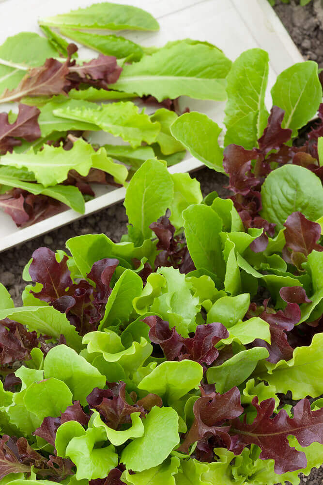 Lettuce Mesclun Mixture Salad Greens OSC Seeds