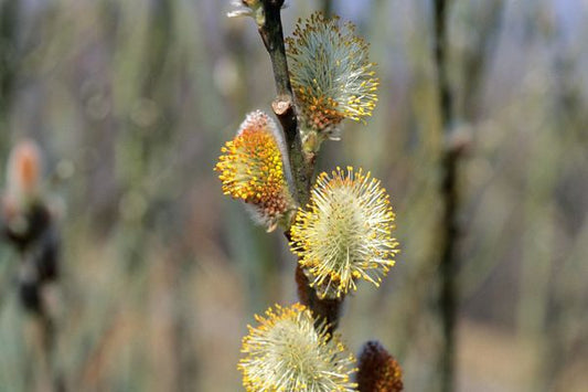 Pussy Willow 1G