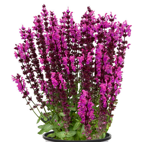 Salvia Salute® Neon Sage 4" Pot