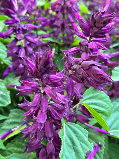 Salvia Estrella Purple