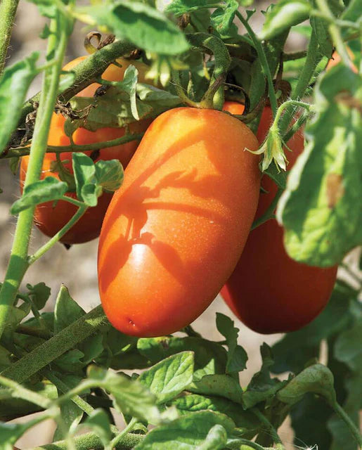 Tomatoes San Marzano Lampadina Organic WCS Seeds