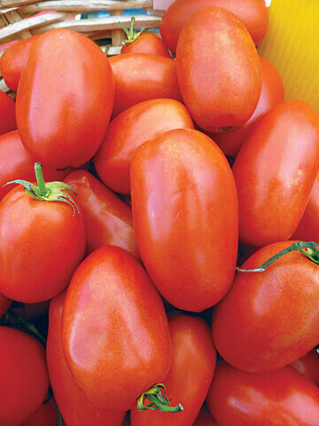 Tomato San Marzano Organic OSC Seed