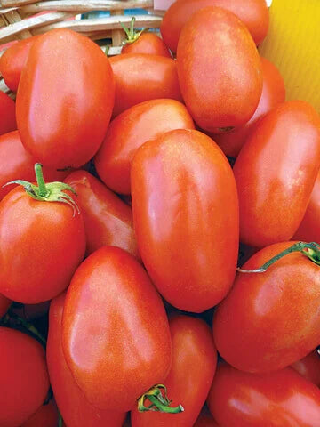 Tomato San Marzano OSC Seeds