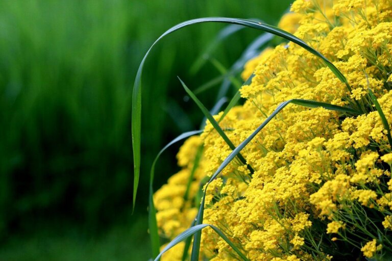 Alyssum Saxatile OSC seed