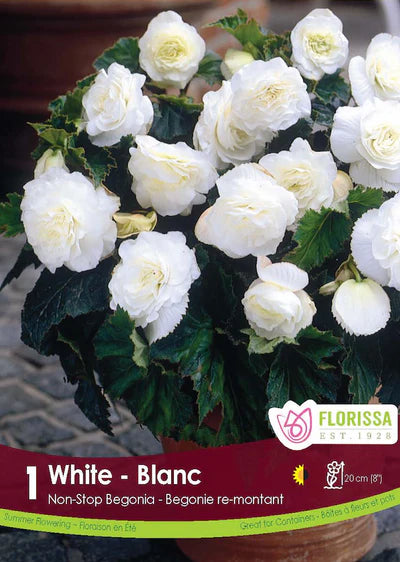 Begonia Non-stop White Tuber