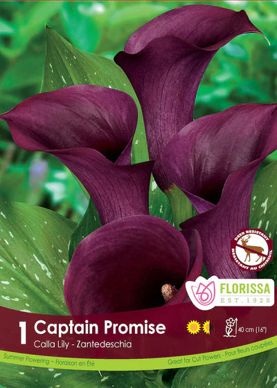 Calla Lily Captain Promise Bulb