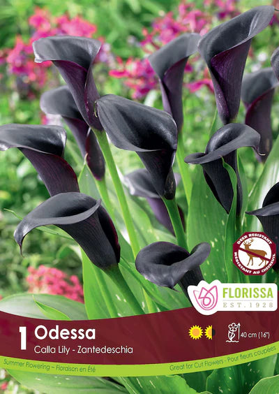 Calla Lily Odessa Bulb