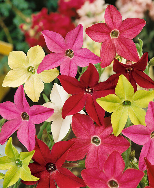 Nicotiana Sensation Mix OSC Seed