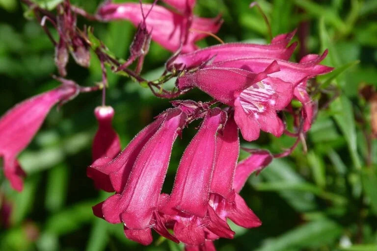 Penstemon Sensation Mixed Colours OSC Seed