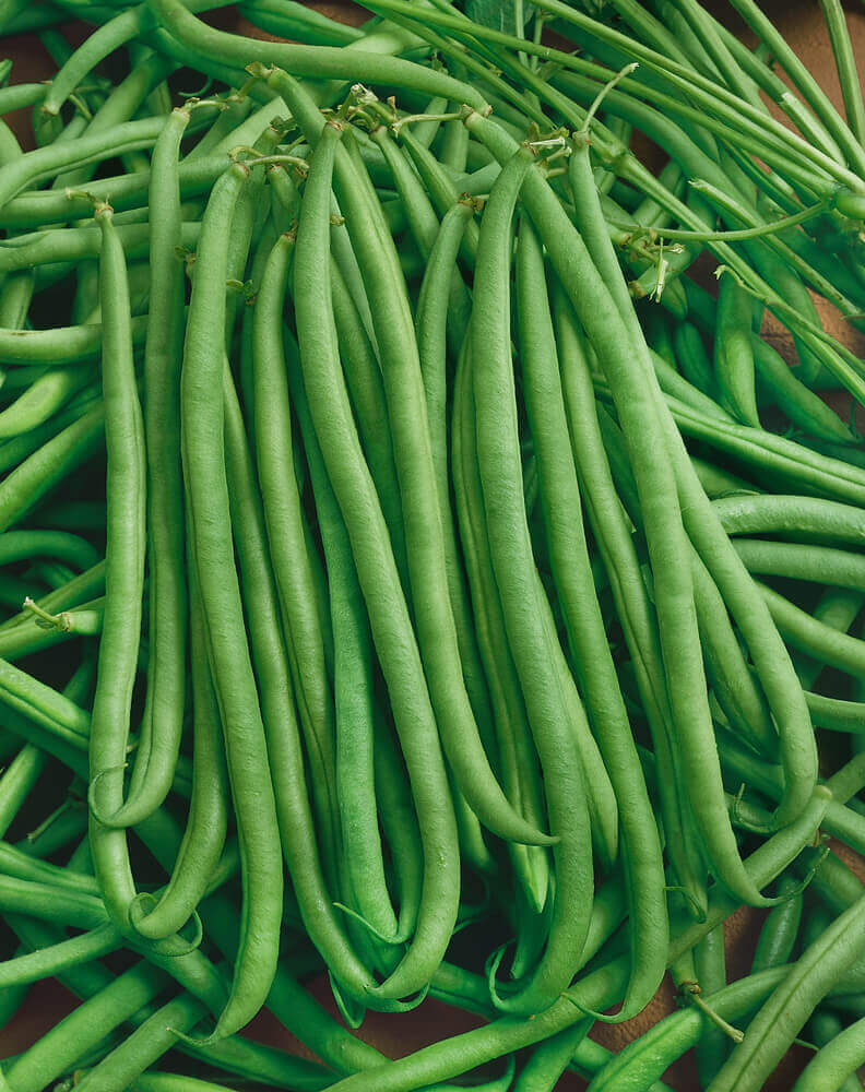 Bean Serengeti French Filet Bush OSC Seed