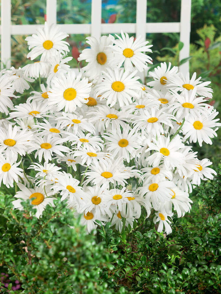 Shasta Daisy OSC Seed