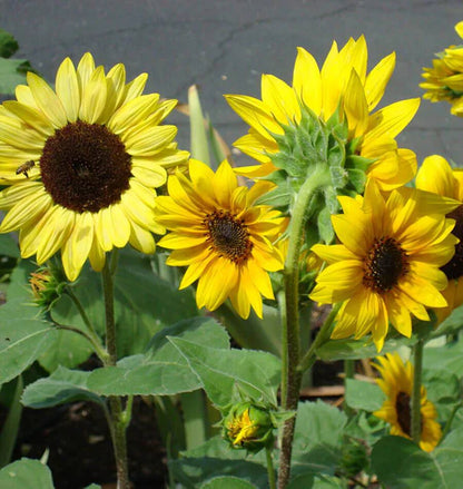 Sunflowers Short Blend WCS Seeds