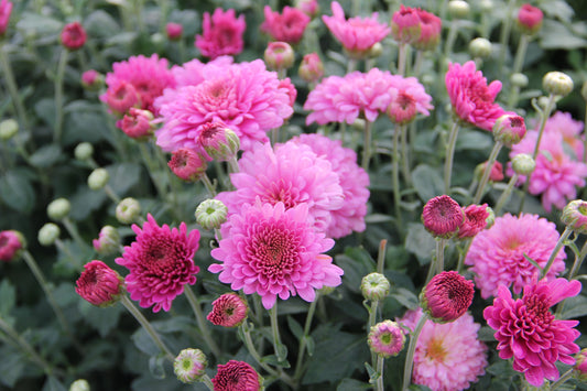 Chrysanthemum Showbiz 1G