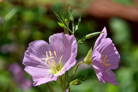 Showy Evening Primrose OSC Seed