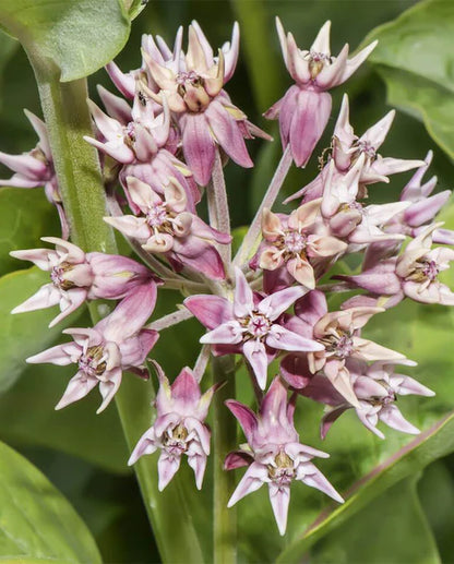Milkweed Showy WCS Seeds