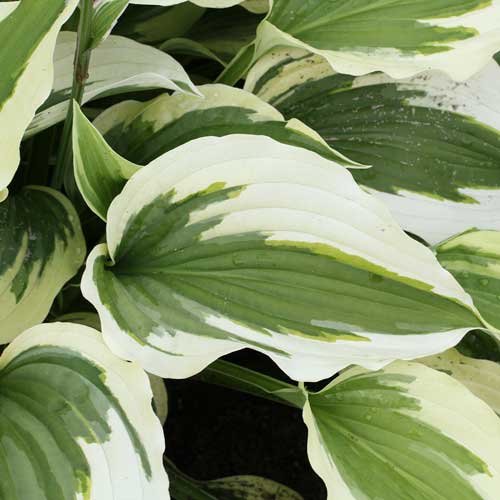 Hosta Silk Road 1G