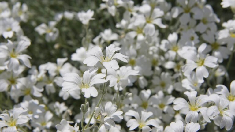 Snow in Summer OSC Seed