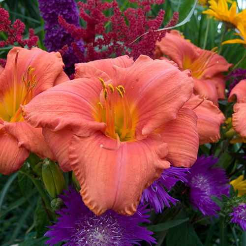 Daylily South Seas 1G