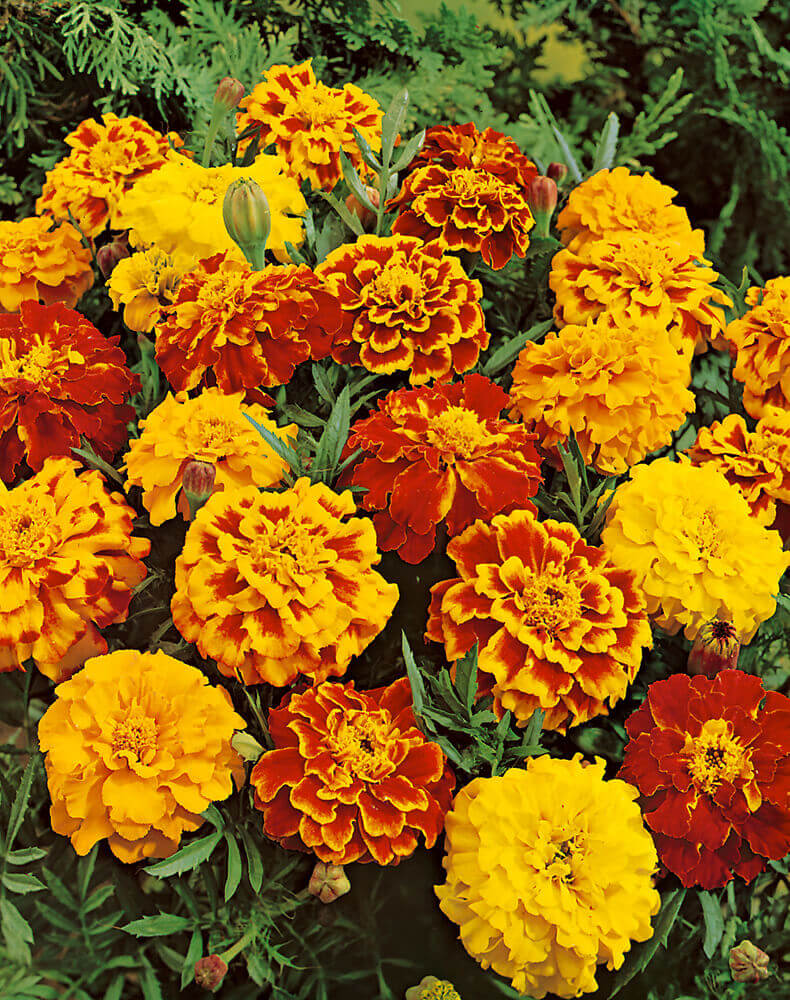 Marigold French Sparky Mix OSC Seed