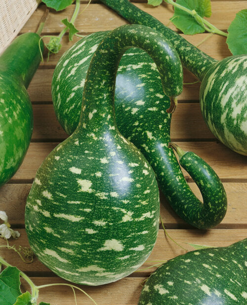 Gourd Ornamental Speckled Swan OSC Seed