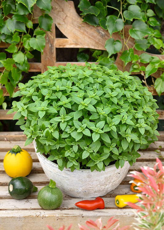 Basil Spicy Globe OSC Seed