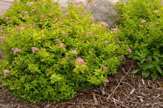 Spirea Sundrop 2G