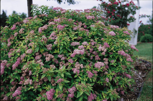 Spirea Dakota Goldcharm 2G