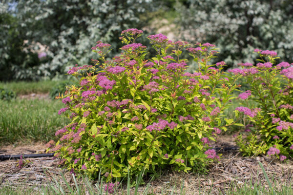 Spirea Little Spark 2G