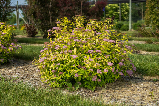 Spirea Little Spark 2G