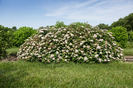 Spirea Spot On 2G