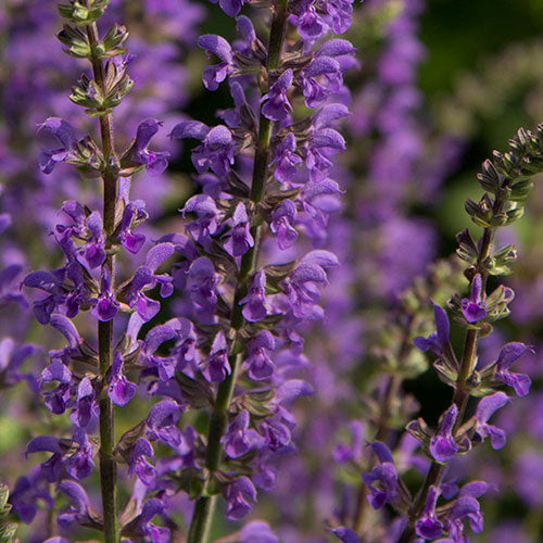 Salvia Spring King Mini Sage 4" Pot