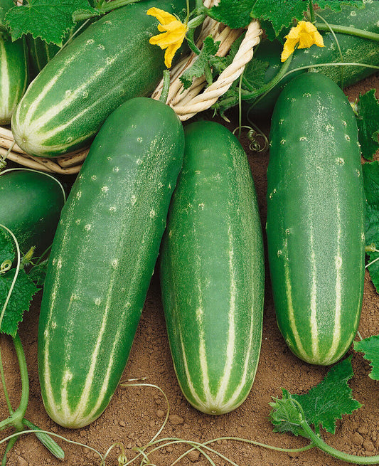 Cucumber Slicing Straight Eight OSC Seeds