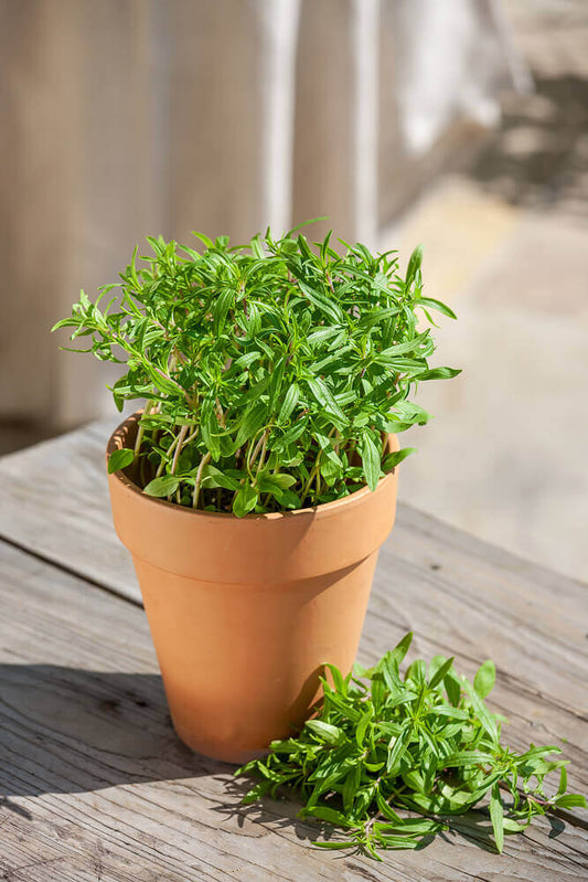 Summer Savory OSC Seeds