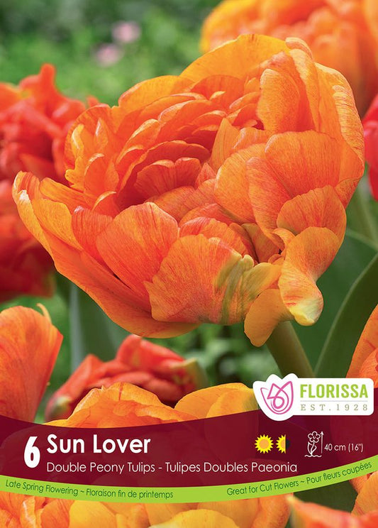 Tulip Sun Lover 6 pk
