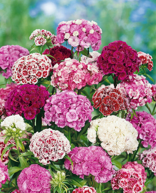 Sweet William Super Double Mix OSC Seed