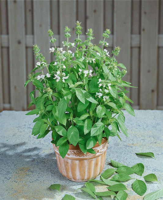 Basil Lemon OSC Seed