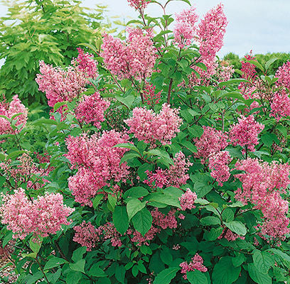 Lilac Donald Wyman 2G