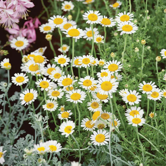 Chamomile German MIgardener Seed