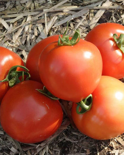 Tomatoes Early Girl WCS Seeds